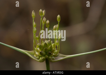 Domaine de l'ail (Allium oleraceum) close-up. Rare au Royaume-Uni Banque D'Images