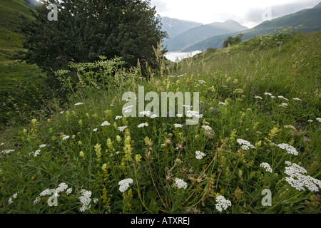 Prairie fleurie à l'aube dans les Pyrénées françaises au-dessus de Gavarnie France Avec yarrows hochet jaune vesce etc. Banque D'Images