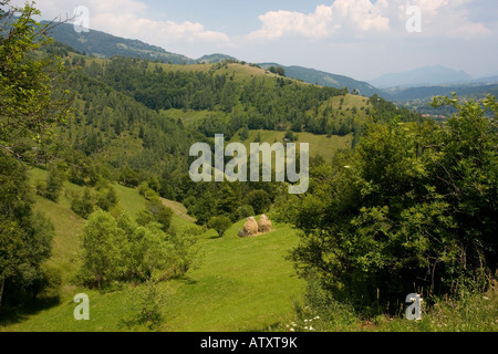 Les pâturages fleuris dans le Parc National des Montagnes Piatra Craiulu Roumanie Banque D'Images