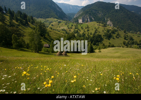 Les pâturages fleuris dans les montagnes Piatra Craiulu Parc National de Roumanie, avec Globe moyettes Trollius europaeus fleurs en face Banque D'Images