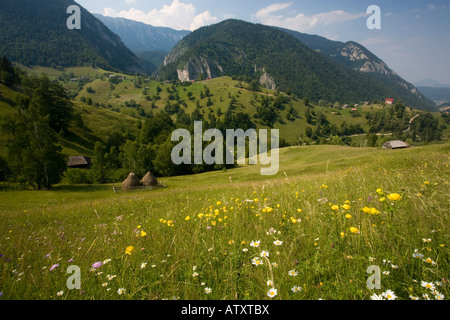 Les pâturages fleuris dans les montagnes Piatra Craiulu Parc National de Roumanie, avec Globe moyettes Trollius europaeus fleurs en face Banque D'Images