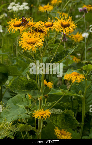 Telekia speciosa grande fleur en composite Roumanie avec Peacock butterfly Banque D'Images