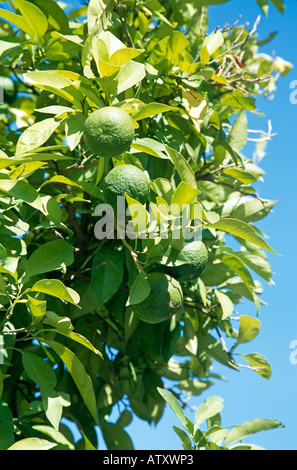 Limes croissant sur un tilleul Banque D'Images