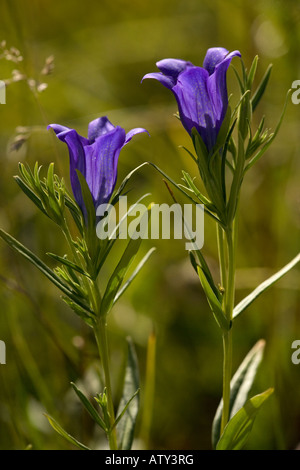 Marsh Gentian, Gentiana pneumonanthe, une espèce florale d'automne Banque D'Images