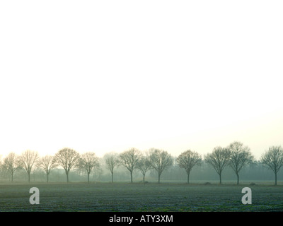 Ciel voilé, alignement d'arbres à l'horizon en début de matinée Banque D'Images
