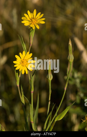 Barbe de Goat de l est, Tragopogon pratensis ssp orientalis forme orientale de Roumanie Banque D'Images