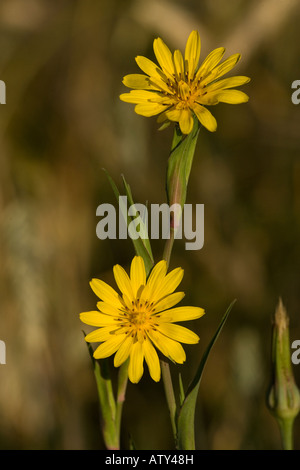 Barbe de Goat de l est, Tragopogon pratensis ssp orientalis forme orientale de Roumanie Banque D'Images