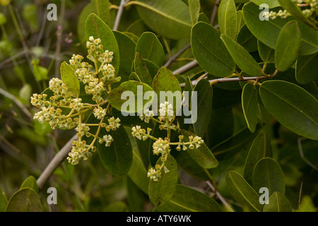 Mangrove blanche, Laguncularia racemosa, en fleur Galapagos Banque D'Images