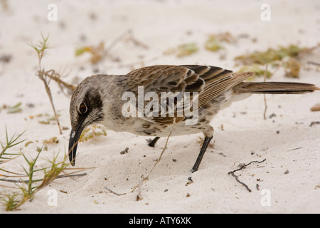 Mockingbird Nesomimus macdonaldi capot sur la plage de l'île de la hotte des îles Galápagos