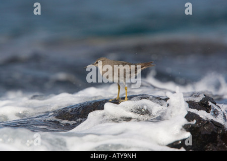 Heteroscelus incanus Tatler errant en plumage d'hiver se nourrissant de Galapagos rocky shore Banque D'Images