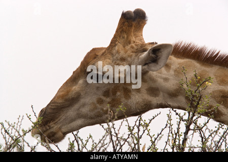 Giraffe Giraffa camelopardis manger fleur d'Acacia dans le Parc National d'Etosha, Namibie Banque D'Images