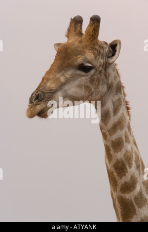 Girafe (Giraffa camelopardalis) close-up, dans le parc national d'Etosha, Namibie Banque D'Images