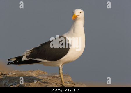 Cape Gulls une forme de Kelp Goll, Larus dominicanus vetula Banque D'Images