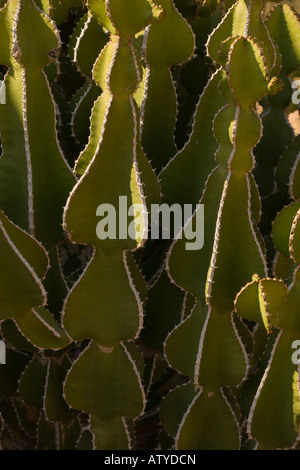 Un cracher du désert - l'arbre poison - Euphorbia virosa Namibie Banque D'Images