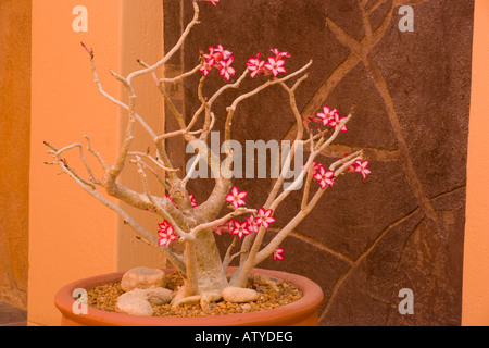 Du toitskloof (Pachypodium) Adenium multiflorum, rares et menacées de plantes d'Afrique du Sud. Aussi cultivé dans des jardins Banque D'Images