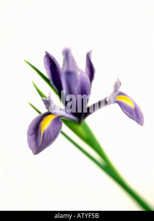 Iris bleu sur un fond blanc. Banque D'Images
