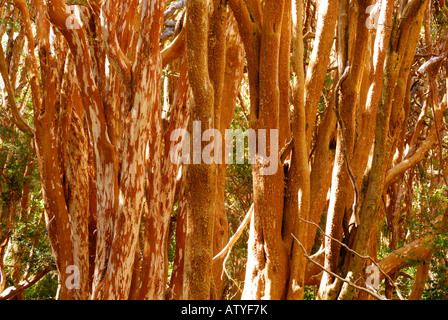 Parc National de los Arrayanes, péninsule de Quetrihue, Neuquen, Argentine, Amérique du Sud Banque D'Images