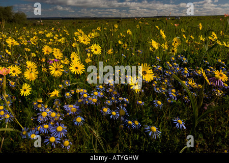 Masse de fleurs de printemps y compris Ursinia et Felicia sur Renosterveld, près de Nieuwoudtville Cape Afrique du Sud Banque D'Images