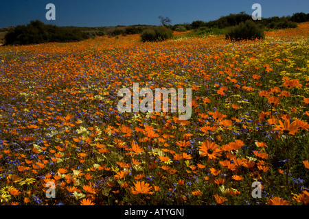 Fleur de printemps fabuleux s'affichent dans le Parc National Namaqua au Namaqualand Skilpad avec Grielum Felicia pâquerettes etc Afrique du Sud Banque D'Images