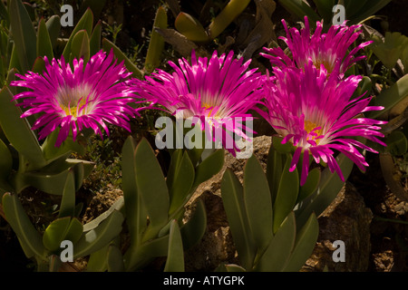 Une plante du désert rose quadrifidus Carpobrotus Afrique du Sud Namaqualand Banque D'Images