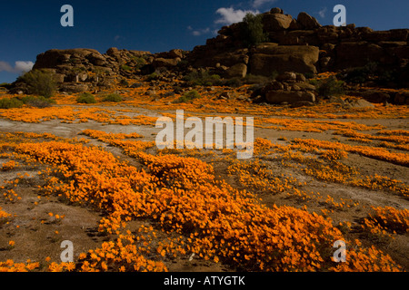 Une spectaculaire daisy orange en masse (cakilefolia Ursinia) autour Nababeep au Namaqualand, North Cape, Afrique du Sud Banque D'Images