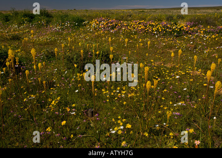 Masse de fleurs de printemps, surtout Bulbinella latifolia sur Renosterveld, près de Nieuwoudtville Cape Afrique du Sud Banque D'Images