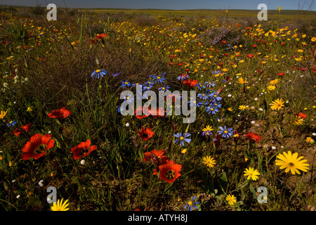 De superbes fleurs de masse sur Renosterveld, surtout Romulea sabulosa près de Nieuwoudtville Cape Afrique du Sud Banque D'Images