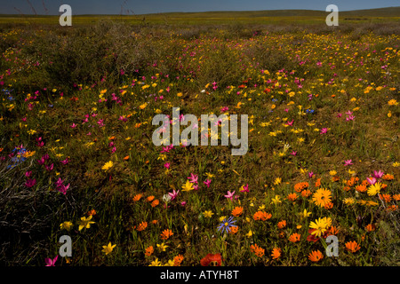 Masse spectaculaire de fleurs de printemps sur Renosterveld un type de végétation arbustive riche en ampoules près de Nieuwoudtville Cape Afrique du Sud Banque D'Images