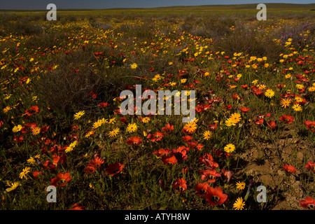 Superbe masse de fleurs de printemps sur Renosterveld dominé par Romulea sabulosa près de Nieuwoudtville Cape Afrique du Sud Banque D'Images