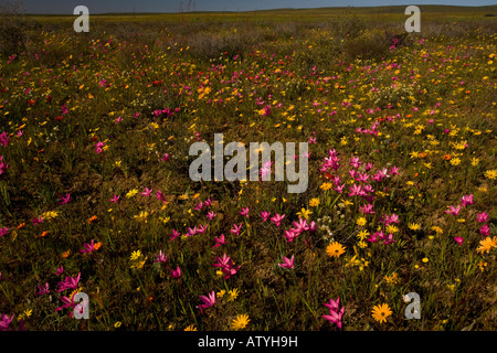 Masse spectaculaire de fleurs de printemps sur Renosterveld Hesperantha pauciflora principalement près de Nieuwoudtville Cape Afrique du Sud Banque D'Images