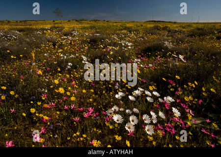 Masse spectaculaire de fleurs de printemps y compris boneseed Satin Ostéospermum pinnatum sur Renosterveld, Nieuwoudtville, Le Cap AFRIQUE DU SUD Banque D'Images