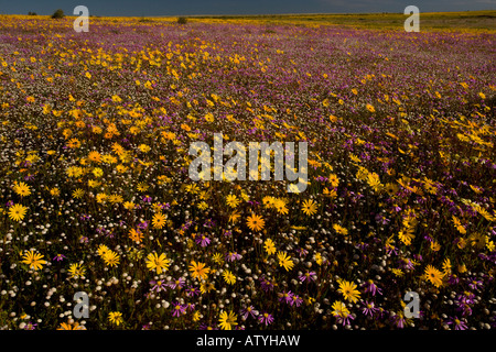 Masse extraordinaire de fleurs de printemps sur Renosterveld un type de végétation arbustive riche en ampoules près de Nieuwoudtville, Le Cap, Afrique du Sud Banque D'Images