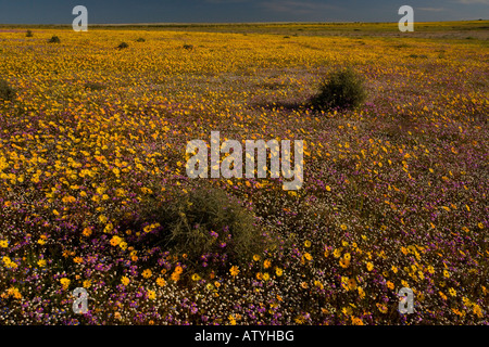 Masse extraordinaire de fleurs de printemps sur Renosterveld un type de végétation arbustive riche en ampoules près de Nieuwoudtville, Le Cap, Afrique du Sud Banque D'Images