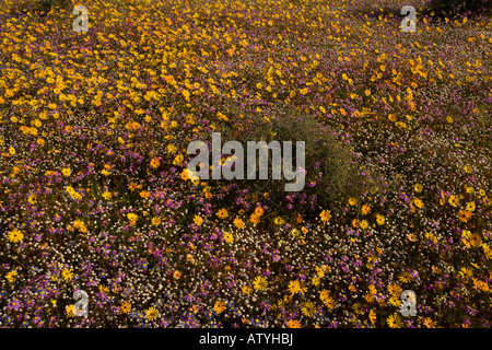 Masse extraordinaire de fleurs de printemps sur Renosterveld un type de végétation arbustive riche en ampoules près de Nieuwoudtville, Le Cap, Afrique du Sud Banque D'Images