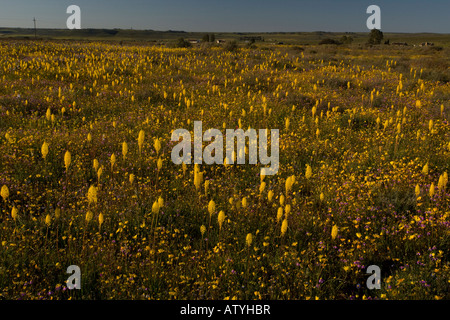 Belle masse de fleurs de printemps, surtout Bulbinella latifolia sur Renosterveld près de Nieuwoudtville Cape Afrique du Sud Banque D'Images