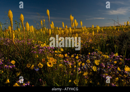 Belle masse de fleurs de printemps, surtout Bulbinella latifolia sur Renosterveld près de Nieuwoudtville Cape Afrique du Sud Banque D'Images