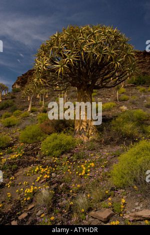 Kokerboom ou Aloe dichotoma Quiver Tree Forest dans un printemps fleuri sur le Nord plateau de Bokkeveld Cape Afrique du Sud Banque D'Images