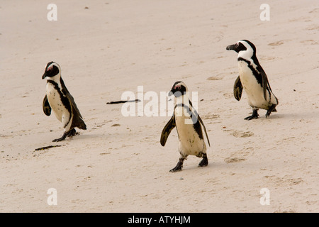 Manchot du Cap (Spheniscus demersus) anciennement connu sous le nom de Jackass Penguin, à boulders Beach, Cape, Afrique du Sud Banque D'Images