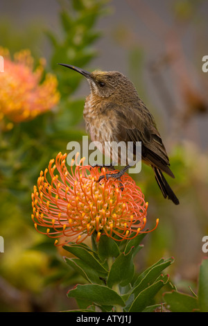 Cape Sugarbird immatures Promerops Cafer Leucospermum cordifolium Pincushion sur Proteaceae près de Cape Hermanus Afrique du Sud Banque D'Images