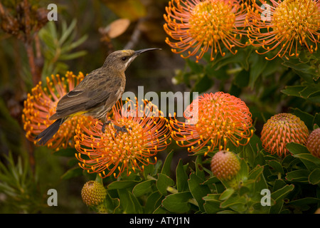 Cape Sugarbird immatures Promerops Cafer Leucospermum cordifolium Pincushion sur Proteaceae près de Cape Hermanus Afrique du Sud Banque D'Images