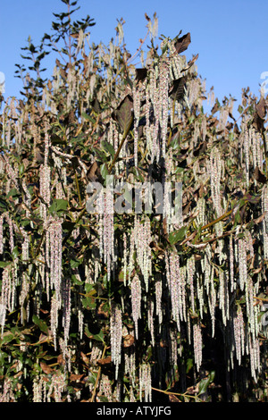GARRYA ELLIPTICA JAMES TOIT. SILK TASSEL BUSH. Banque D'Images