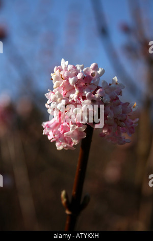 VIBURNUM BODNANTENSE DAWN. Banque D'Images