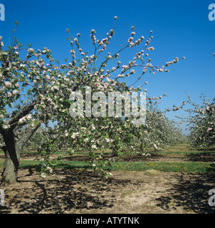 Verger de pommiers en fleurs dans le Kent sur une belle journée de printemps Banque D'Images