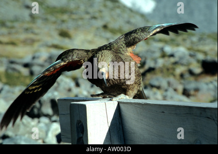 Le parrotlike Kea curieux oiseaux en Nouvelle Zélande Banque D'Images