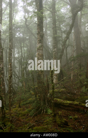 Brume matinale en forêt de hêtres Mt Arthur Selle Flore Le parc national de Kahurangi Nouvelle-zélande Banque D'Images