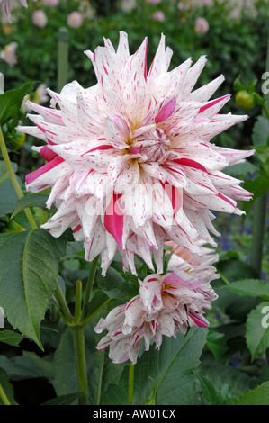 Semicactus floraison le dahlia (Dahlia Micks Peppermint) dans un jardin Banque D'Images