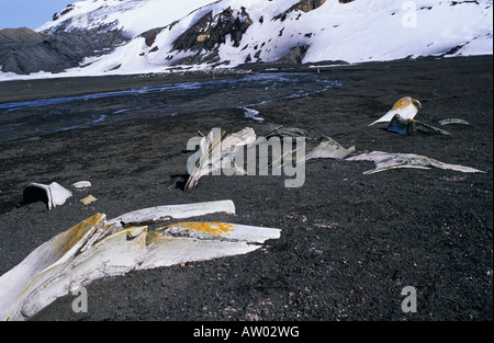 Vieux os de baleine, l'île de la déception, de l'Antarctique Banque D'Images