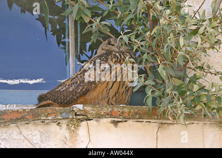 Grand-duc (Bubo bubo) Amérique latine : assis sur rebord de la vitre. Oiseau de Nuit. Banque D'Images