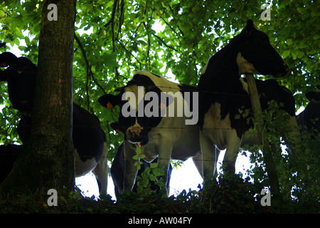 Les vaches à la recherche à travers des arbres et des clôtures en campagne en dehors de Nontron en dordogne france Banque D'Images