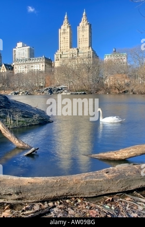 Swan dans Central Park, étang avec San Remo immeuble en arrière-plan, Manhattan, NY, USA Banque D'Images